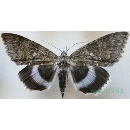 Catocala fraxini (Linnaeus, 1758) male Wstęgówka jesionka ex. ovo Czech 86mm31